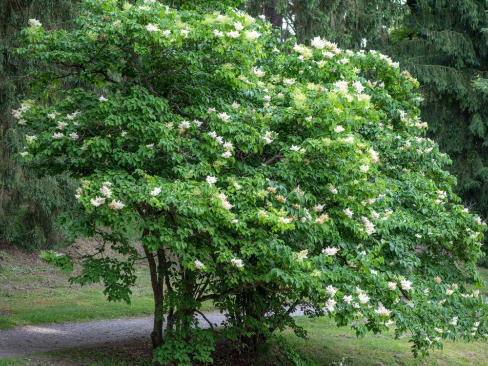 Ivory Silk Japanese Tree Lilac 